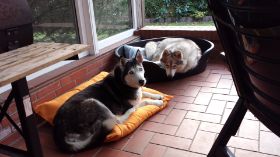 Lady Luna Amber 2.jpg