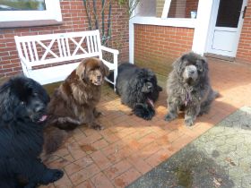 Kessler - Ari, Ruby Xeny und Blue 2015.JPG