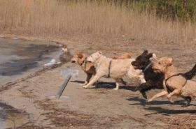 Berk 2015 - Charlie, Floyd, Cody und Paul.jpg