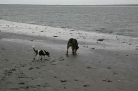 am Meer - Czernecki 2011.jpg