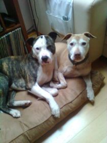 Jamie + Bentley - Werner-Albustin 2012.jpg