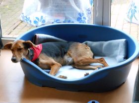 Luna - Weidlich 2012.JPG