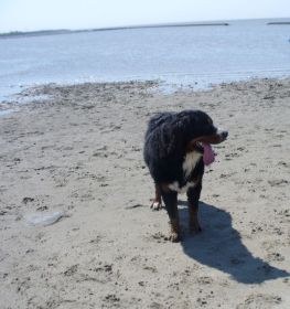 Raik am Hundestrand - Nagel 2012.jpg