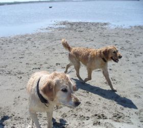 Roxy und Floyd am Hundestrand - 2012.jpg